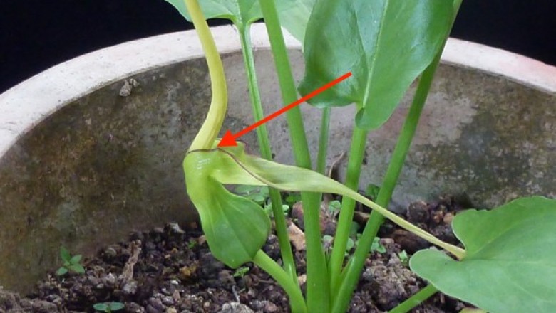 Cây Chóc roi. Typhonium flagelliforne - Cây Thuốc Nam Quanh Ta